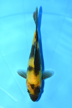 黄写り
