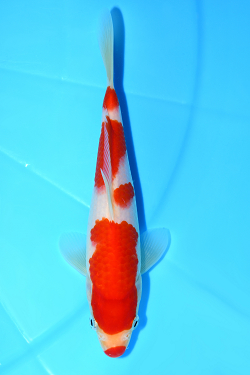 紅白