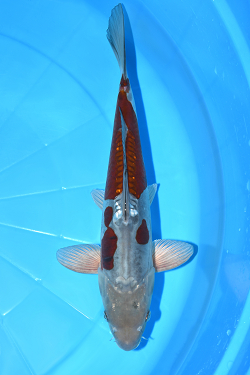 ドイツ落葉しぐれ