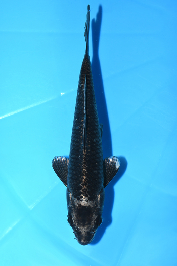 gʐ^1