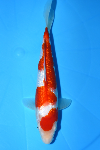 gʐ^1
