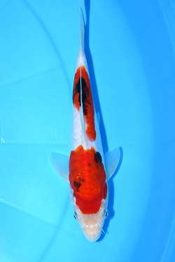紅九紋竜