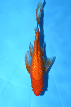 ヒレ長鯉