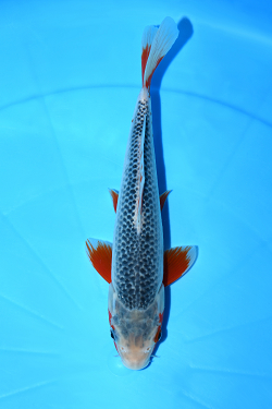 浅黄