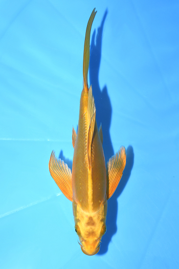 gʐ^1