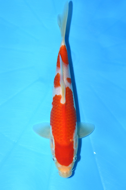 紅白