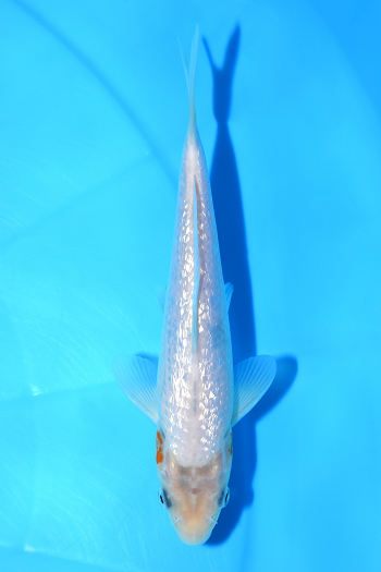 gʐ^1