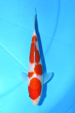 紅白
