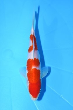 紅白