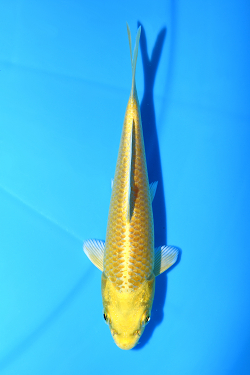 山吹黄金