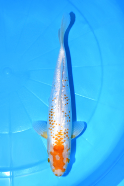 ゴールデンコーン