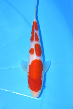 紅白
