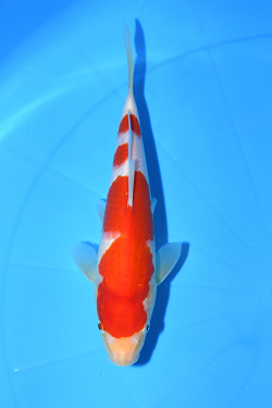 紅白