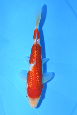 銀鱗紅白