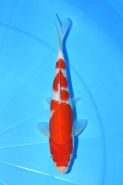 紅白