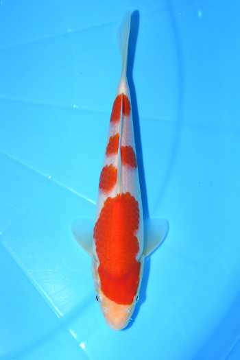 gʐ^1