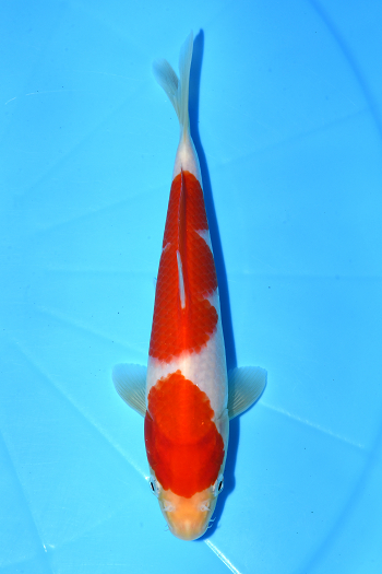 gʐ^1