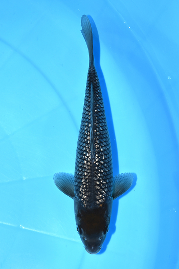 gʐ^1