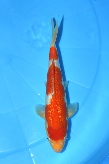 gʐ^1