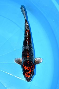 ς