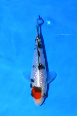 �O����؎O�F