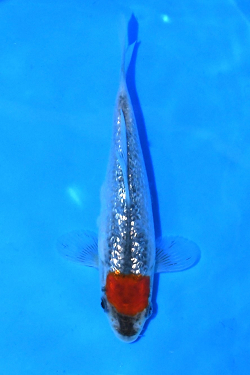 �O����،ܐF