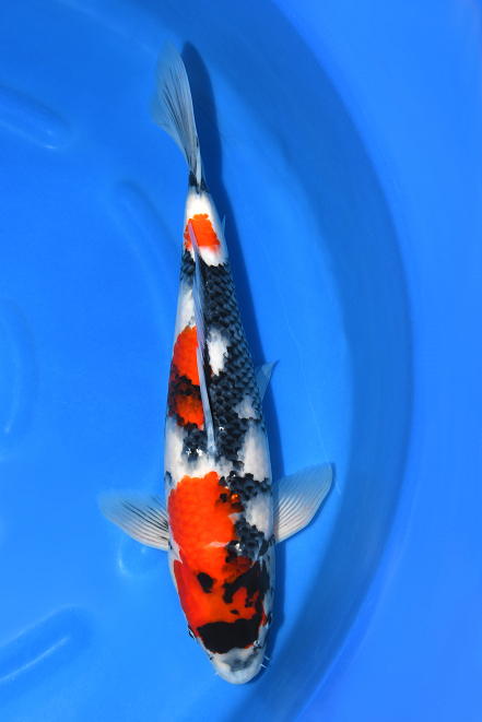 錦鯉 Mix （LL) 5匹 21〜25cm前後 錦鯉 鯉 色鯉 生体 川魚
