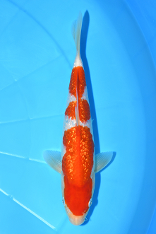 特選錦鯉-K0384 銀鱗紅白（広島県産） - 錦鯉販売・川崎錦鯉店