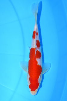 特選錦鯉-K0387 紅白（広島県産） - 錦鯉販売・川崎錦鯉店