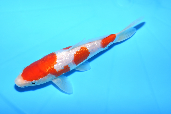 ◇革命鯉◇ №0【ハイスペックシリーズ】 SP銀鱗五色！！ かんの養鯉