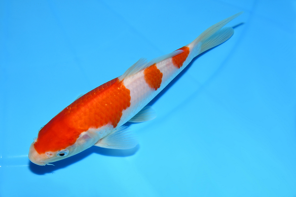 錦鯉 鯉 販売 通販 ネット販売 特価 紅白 20cm・孔雀黄金 21cm 2匹セット BKK-116 - 錦鯉販売 株式会社 鱗～うろこ～