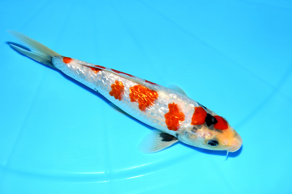 特選錦鯉-K0414 銀鱗昭和 - 錦鯉販売・川崎錦鯉店