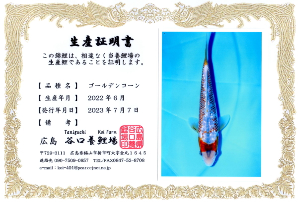 特選錦鯉-K0446 ゴールデンコーン（広島県産） - 錦鯉販売・川崎