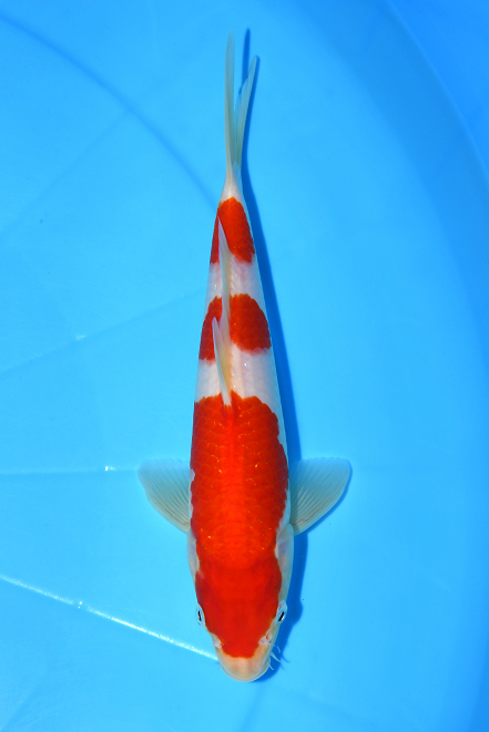 特選錦鯉-K0467 紅白（広島県産） - 錦鯉販売・川崎錦鯉店