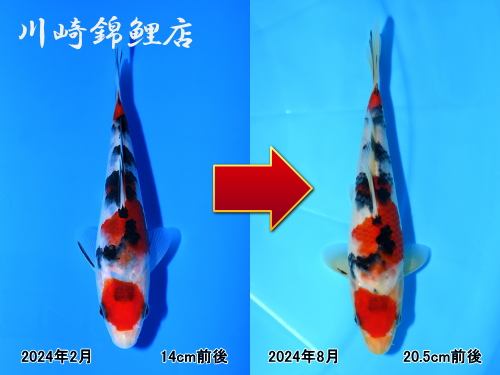 吳OF
