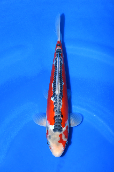 特選錦鯉-K0488 秋翠（新潟県産） - 錦鯉販売・川崎錦鯉店